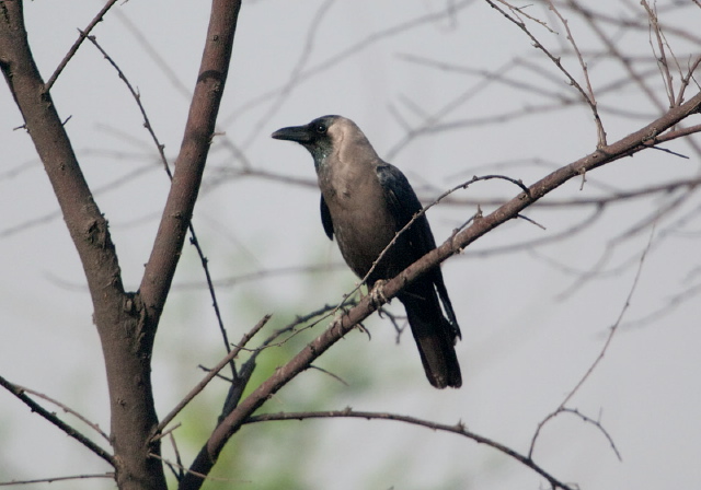 Corvus splendens Corvidae