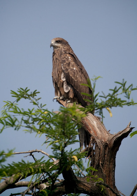 Milvus migrans Accipitridae