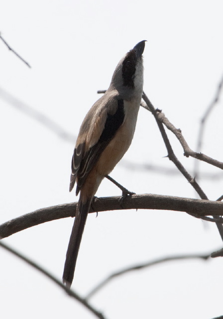 Lanius schach Laniidae