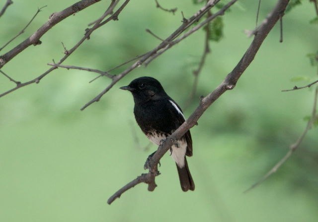 Saxicola caprata Muscicapidae