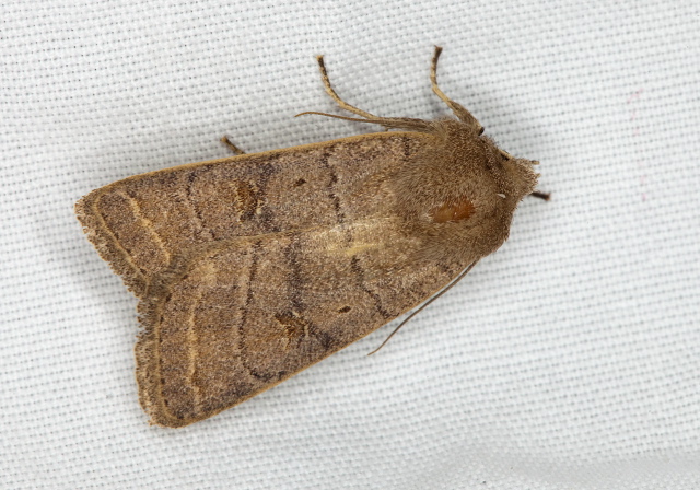   Pterygota