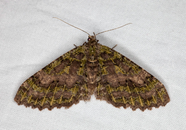   Pterygota