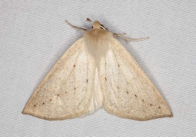   Pterygota