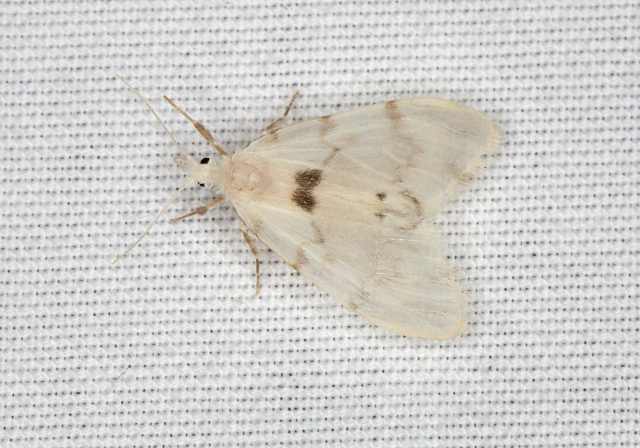   Pterygota