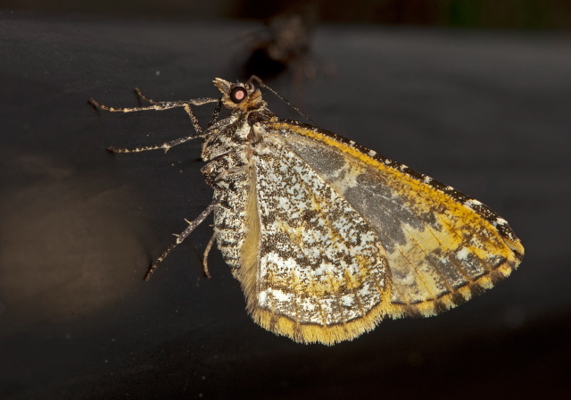   Pterygota