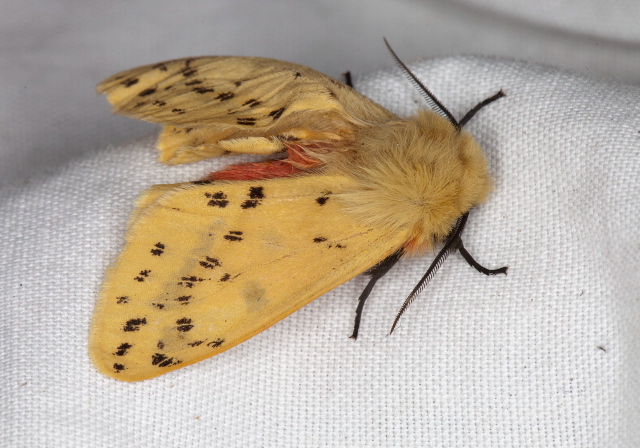   Pterygota