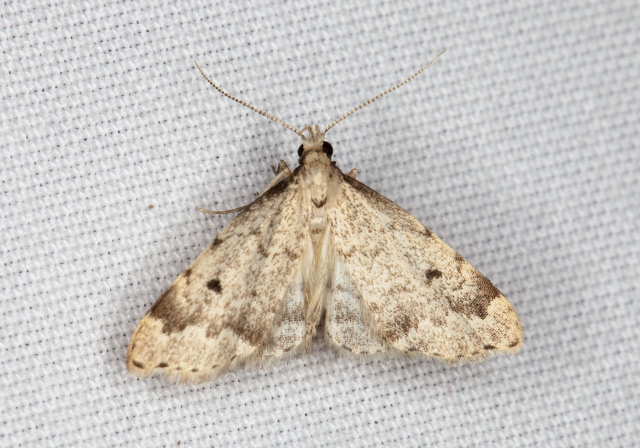   Pterygota