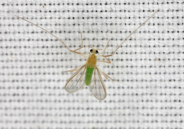   Pterygota