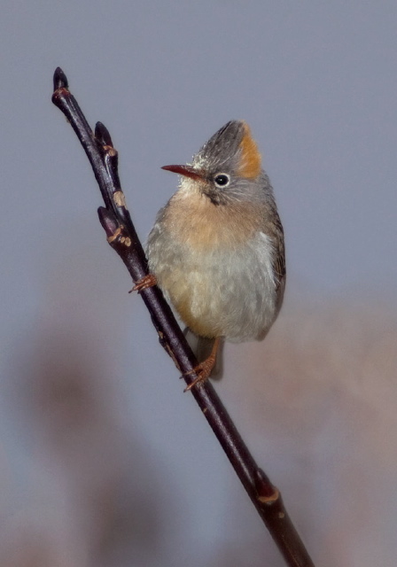 Yuhina occipitalis Timaliidae