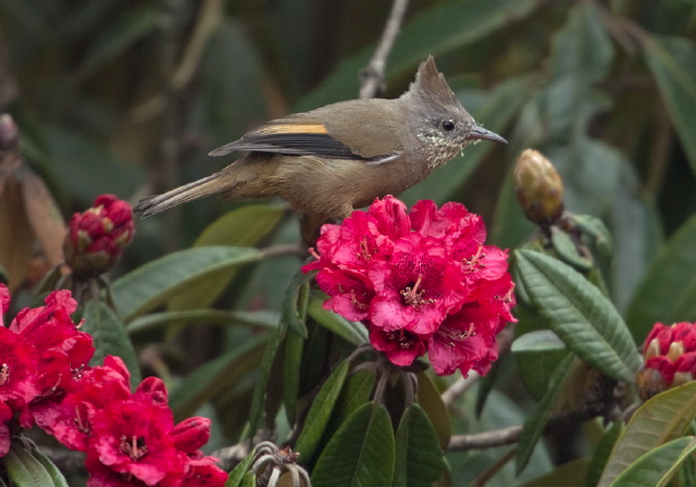 Yuhina gularis Timaliidae
