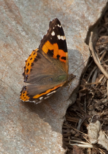 Vanessa indica? Nymphalidae