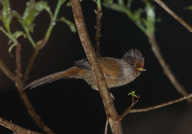 Actinodura egertoni Timaliidae