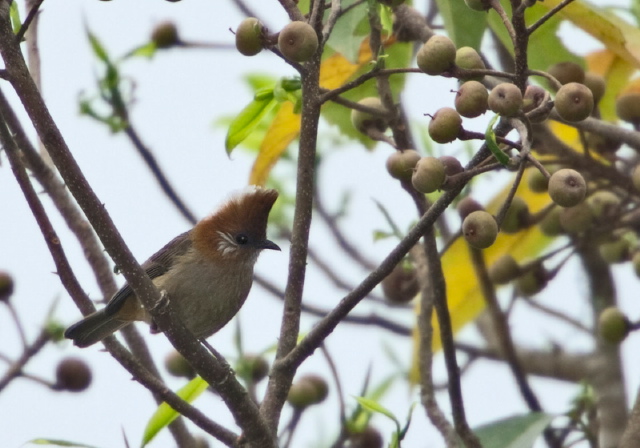Yuhina bakeri Timaliidae