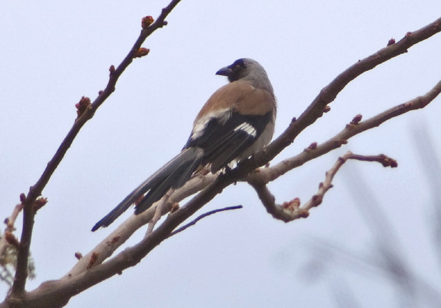Dendrocitta formosae Corvidae