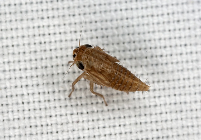   Cicadellidae