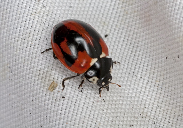 Coccinella sp.? Coccinellidae