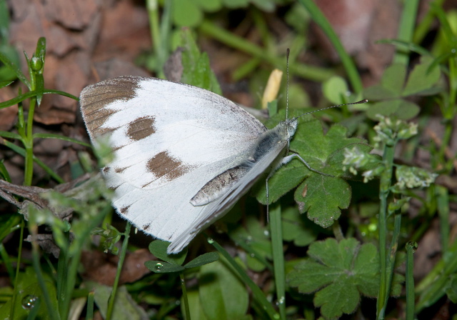 Pieris canidia? Pieridae