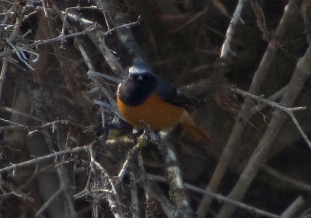 Phoenicurus hodgsoni Muscicapidae