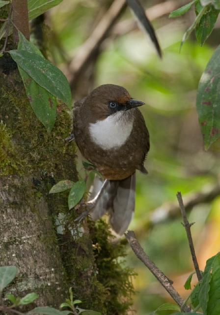 Garrulax albogularis Timaliidae