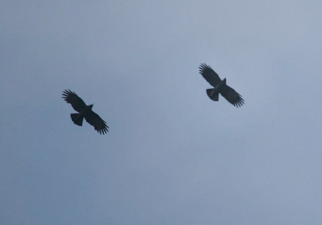 Pyrrhocorax pyrrhocorax Corvidae