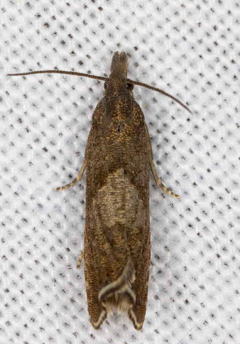 Dichrorampha sedatana Tortricidae