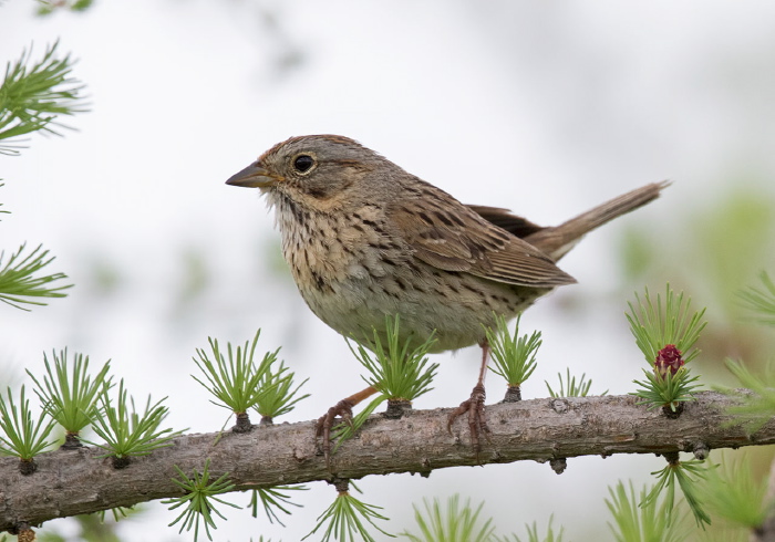 Melospiza lincolnii Emberizidae