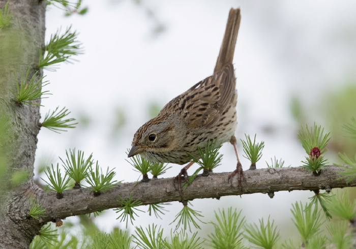 Melospiza lincolnii Emberizidae