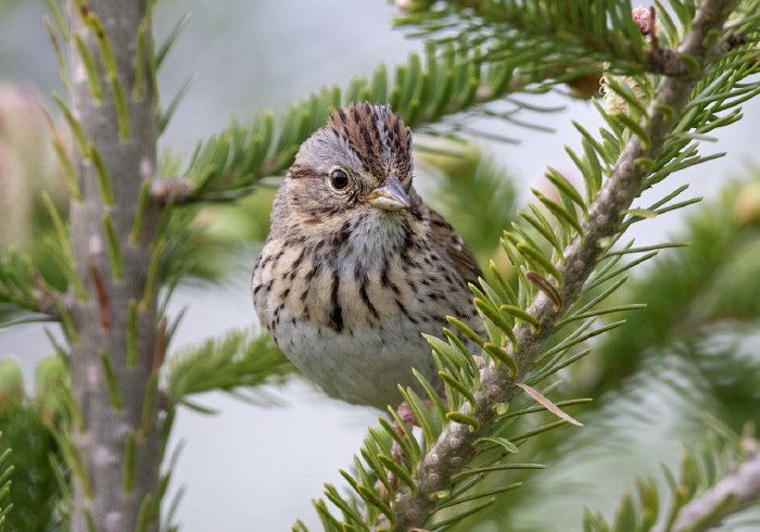 Melospiza lincolnii Emberizidae