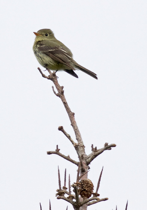 Empidonax minimus Tyrannidae