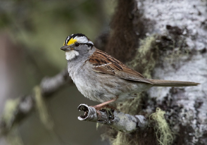 Zonotrichia albicollis Emberizidae