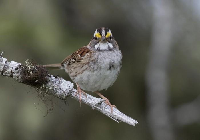 Zonotrichia albicollis Emberizidae