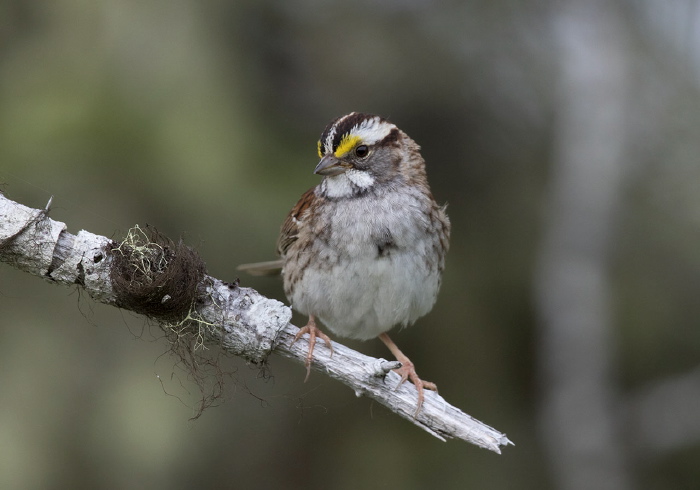 Zonotrichia albicollis Emberizidae