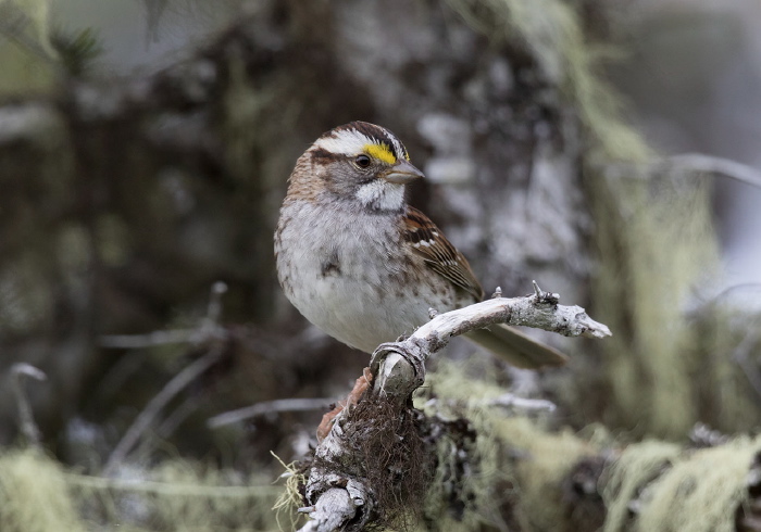 Zonotrichia albicollis Emberizidae