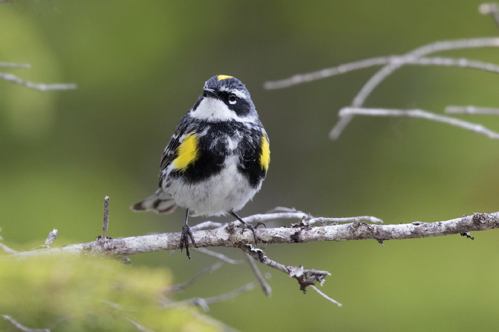 Setophaga coronata coronata Parulidae