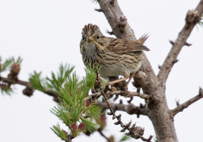 Melospiza lincolnii Emberizidae