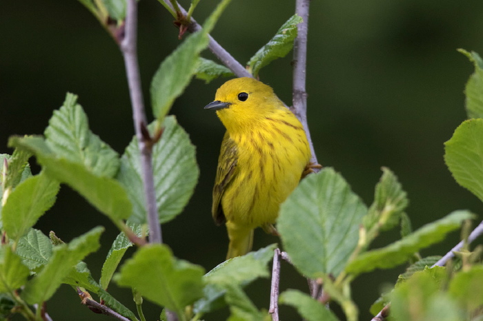 Setophaga petechia Parulidae