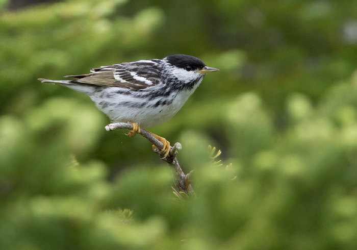 Setophaga striata Parulidae