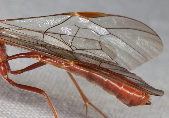 Ophion sp. Ichneumonidae