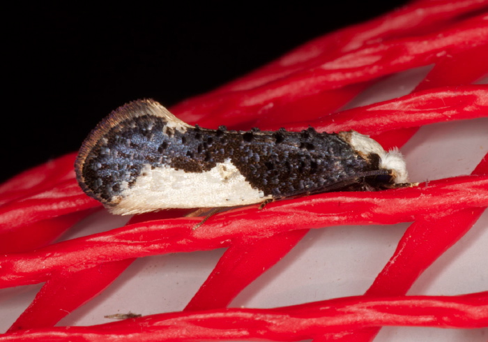 Monopis monachella Tineidae