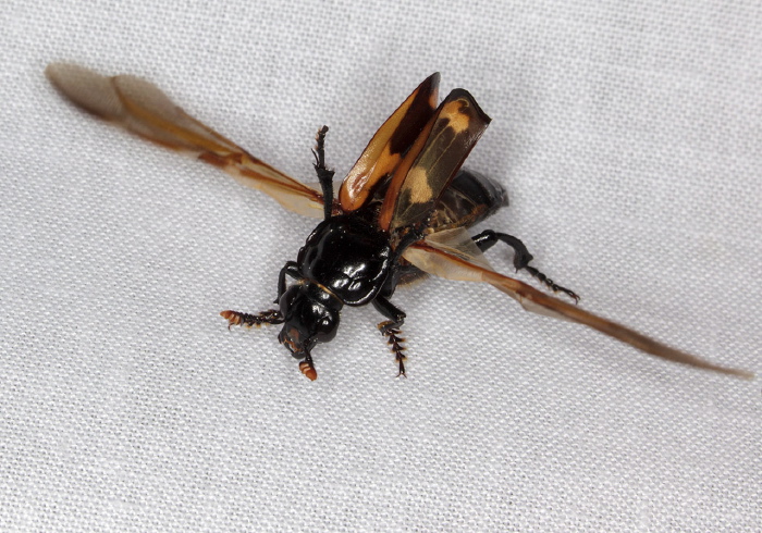 Nicrophorus sayi Silphidae
