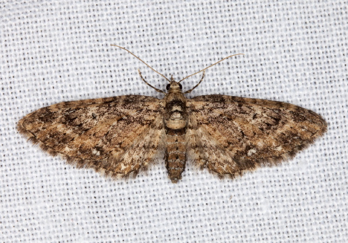 Eupithecia columbiata Geometridae