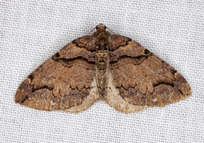 Anticlea vasiliata Geometridae