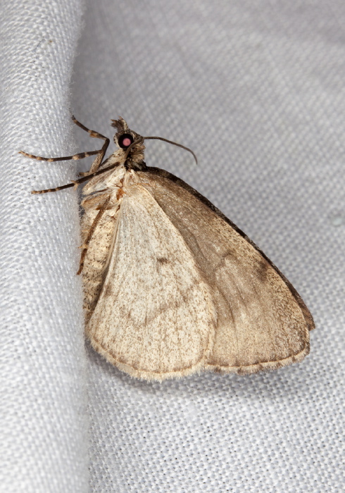 Anticlea vasiliata Geometridae