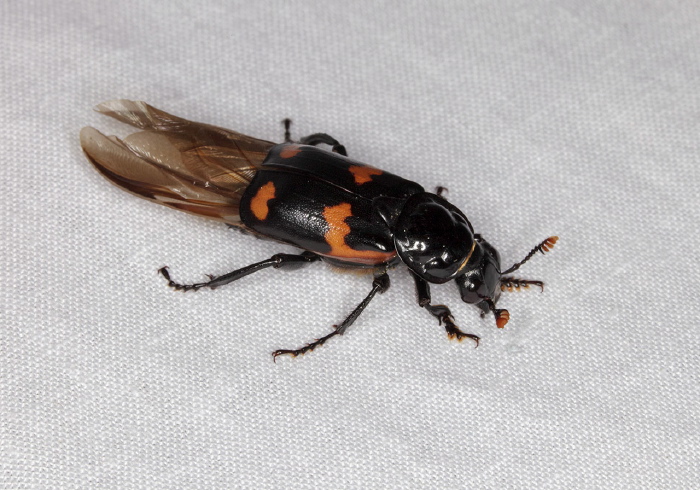 Nicrophorus sayi Silphidae