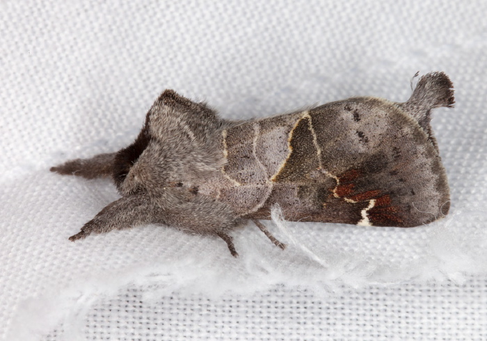 Clostera apicalis Notodontidae