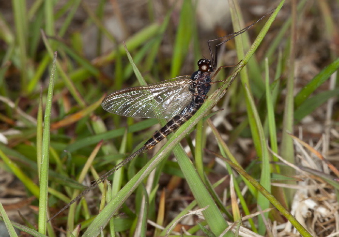 Leptophlebia sp. Leptophlebiidae