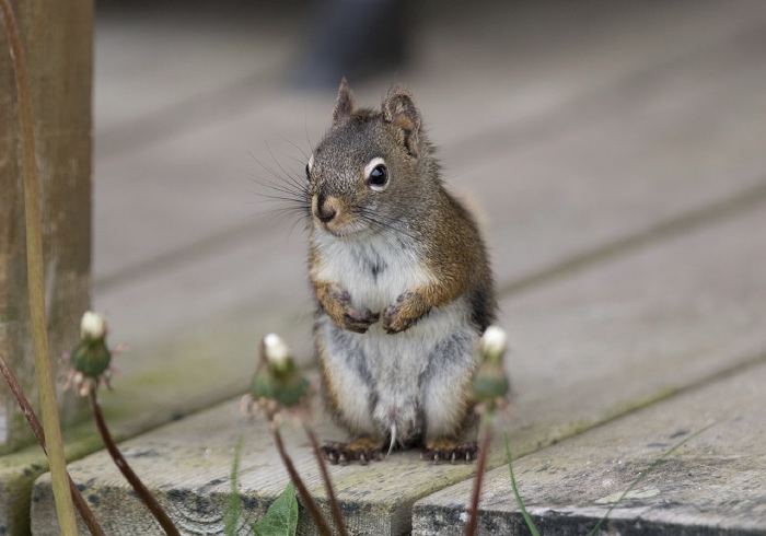 Tamiasciurus hudsonicus Sciuridae