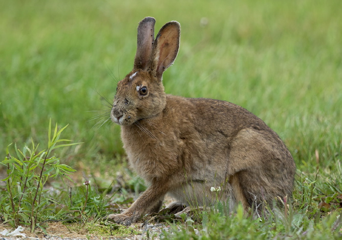 Lepus americanus Leporidae