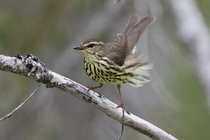 Parkesia noveboracensis Parulidae