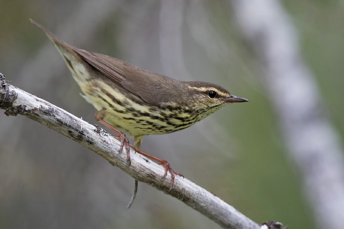 Parkesia noveboracensis Parulidae